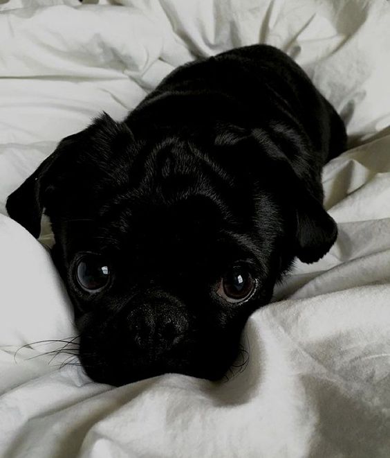 cute black pug lying on the bed