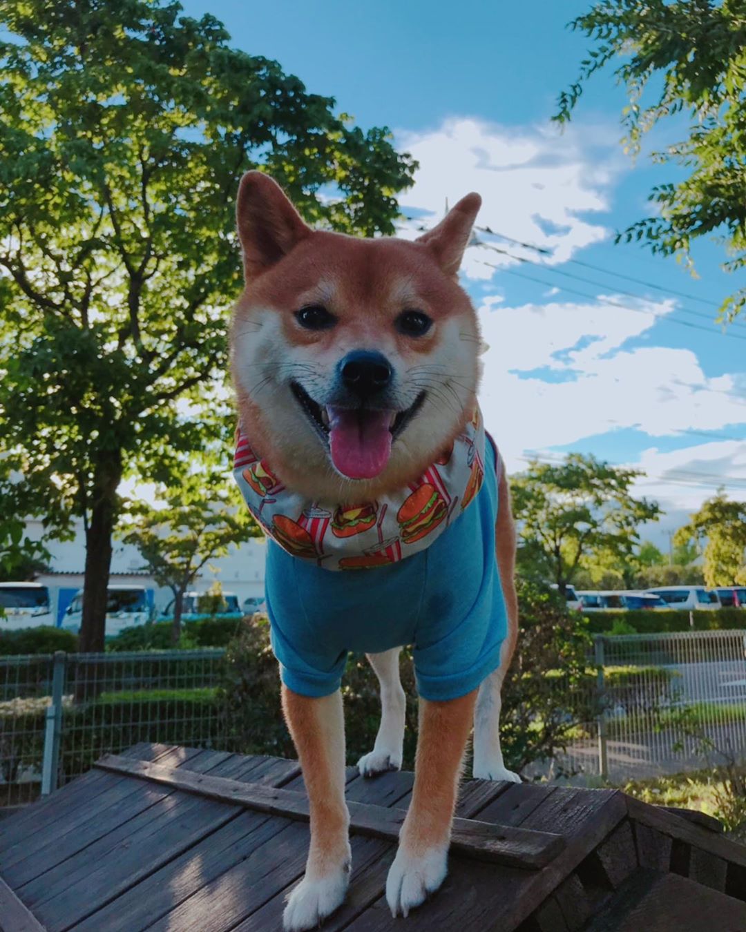 A Shiba Inu wearing a blue shirt while standing on top of its dog house in the front yard