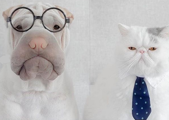 A white Shar Pei wearing glasses sitting next to a white cat wearing a neck tie