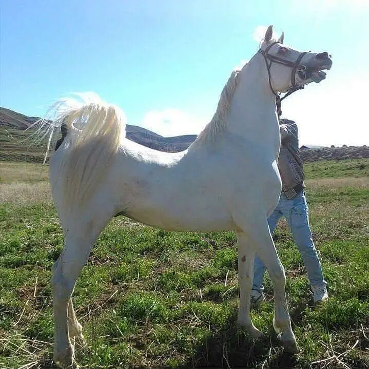 A white Horse standing on the grass with a man behind him