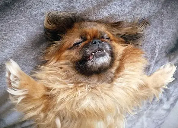 A Pekingese lying on its back on the bed