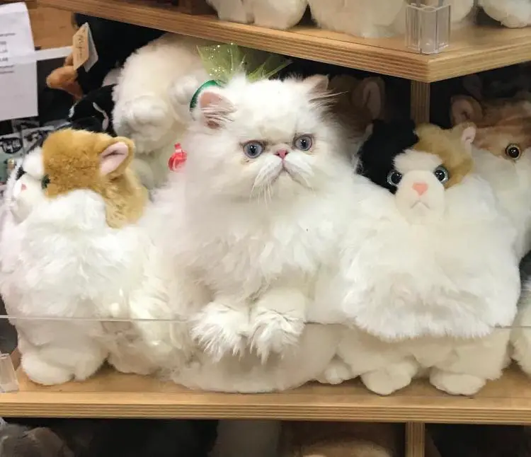 scared Persian Cat sitting beside stuffed toys