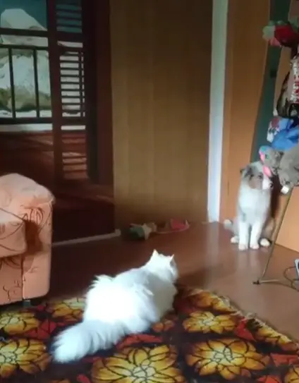 Persian Cat lying on the carpet facing the dog sitting behind the table