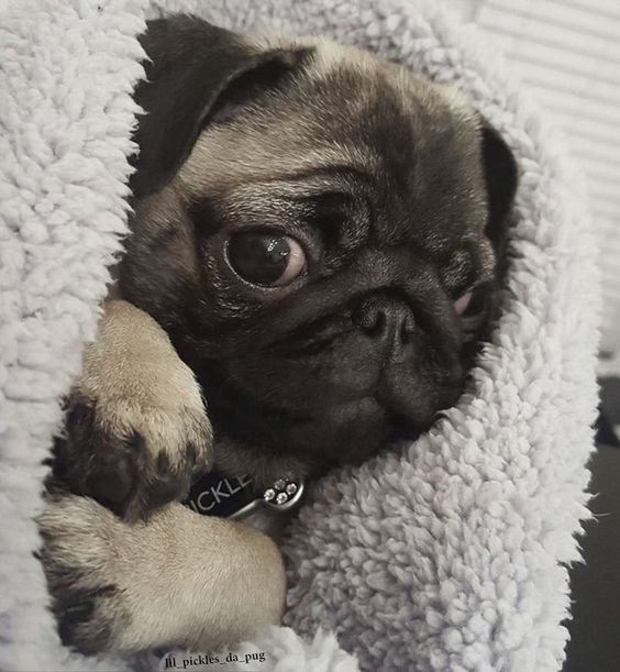 Pug wrapped in blanket