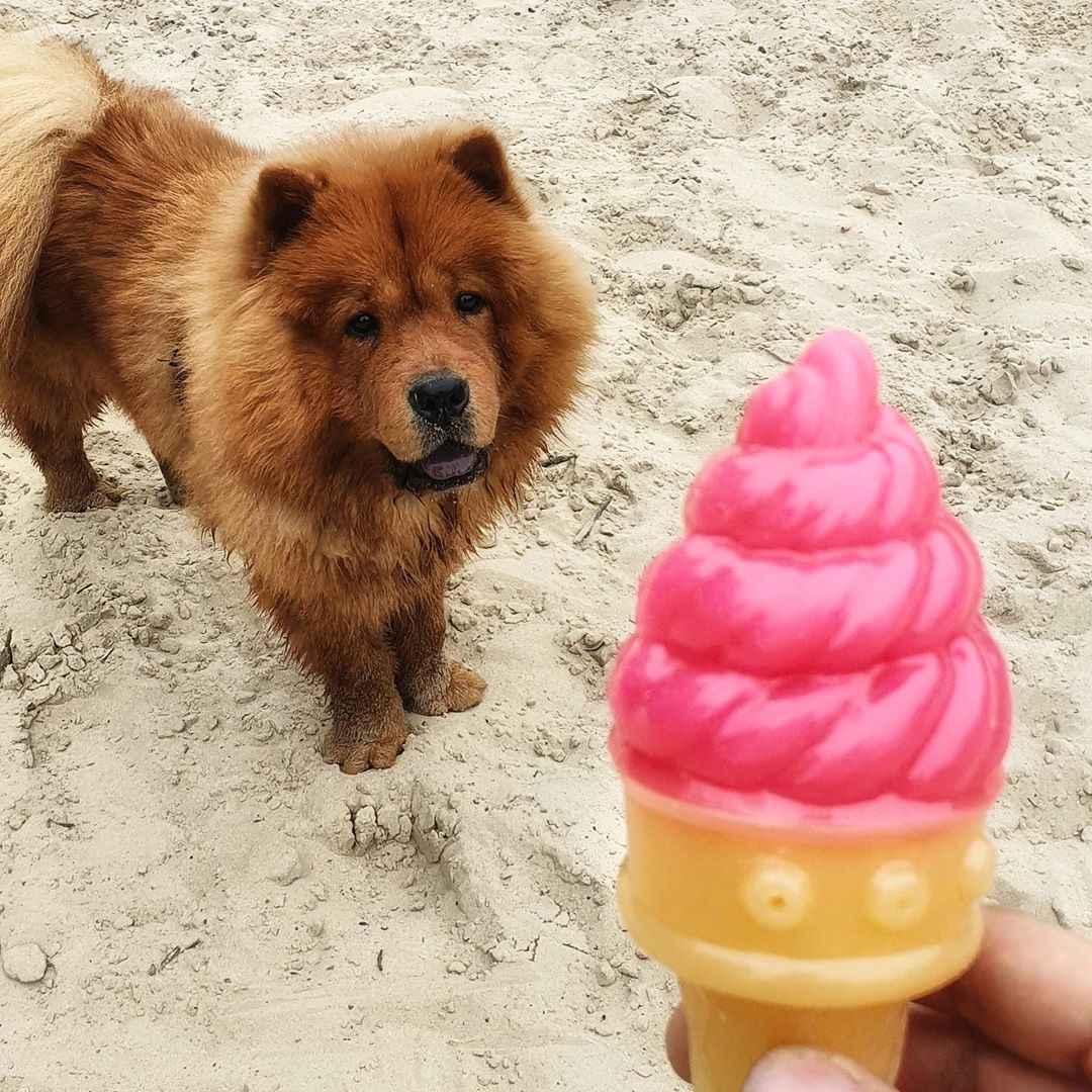 A red Chow Chow standing in the sand while staring at the ice cream in front of him in the hand of a person
