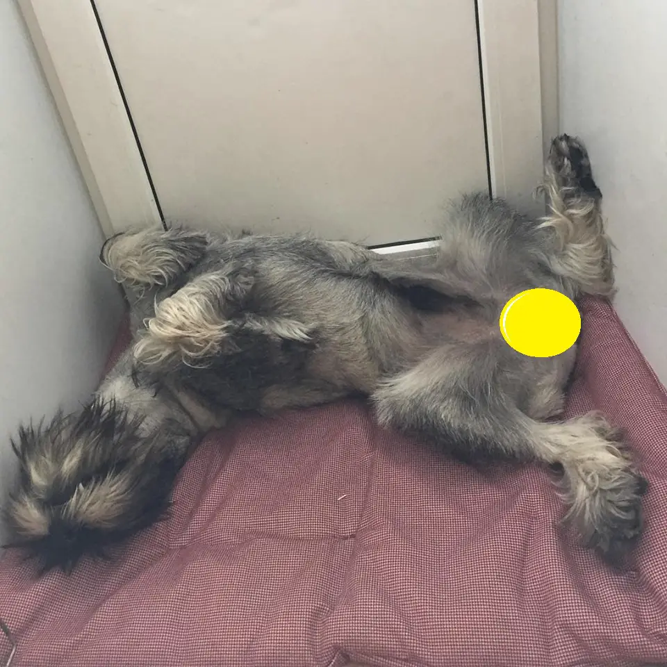 Schnauzer dog lying on its back sleeping