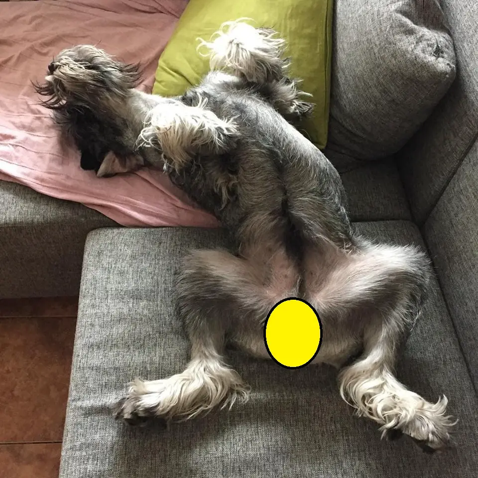 Schnauzer dog lying on its back sleeping on the couch