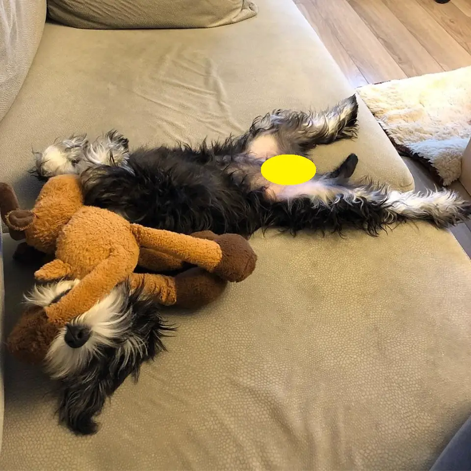 Schnauzer lying on its back sleeping on the bed with a toy in its face