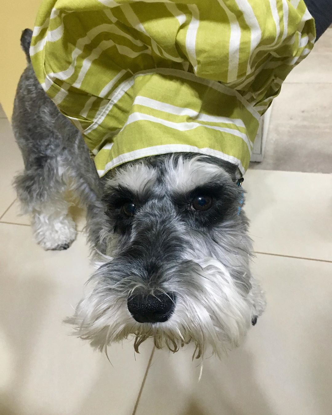Schnauzer standing on the floor while wearing chef hat