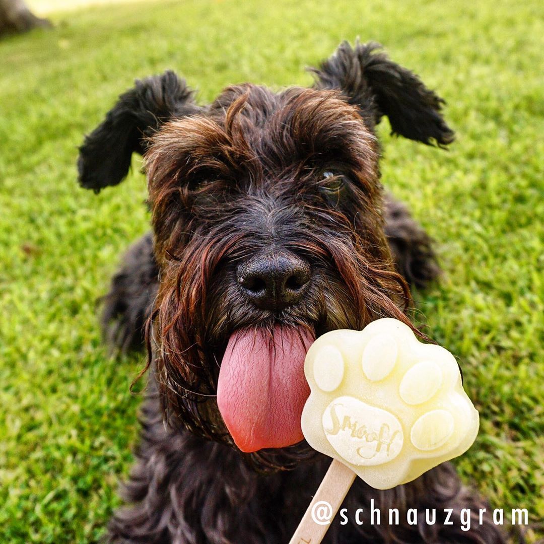 brown Schnauzer lying down on the green grass while licking a paw shaped popsicle