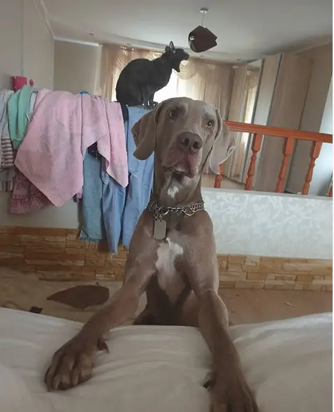 Weimaraner sitting on the foot of the bed with its begging face