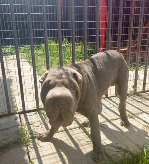 A Shar Pei standing on the pavement