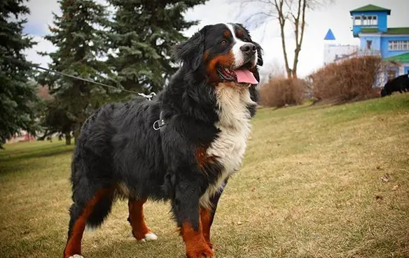 A Bernese Mountain Dog standing on the grass at the park while smiling with its tongue out