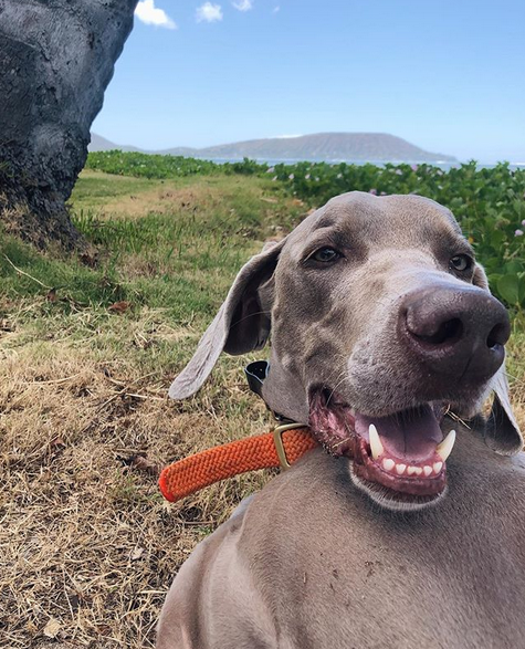 A Weimaraner in the mountain