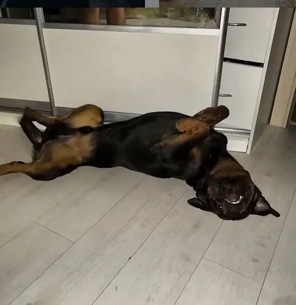Rottweiler lying on the floor with its back