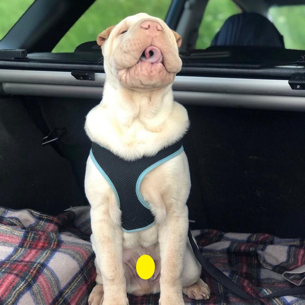 A Shar Pei sitting in the car trunk