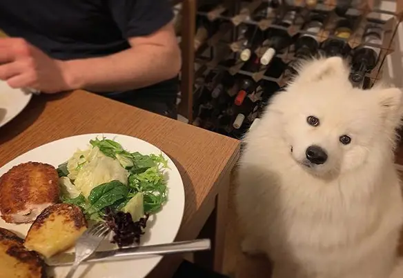 A Samoyed sitting on the floor behind the table with a food on top