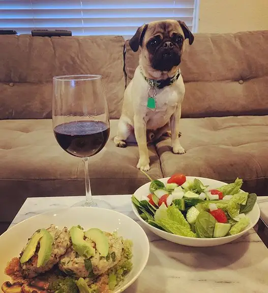 A Pug sitting on the couch with a table full of food and a wine in front of him