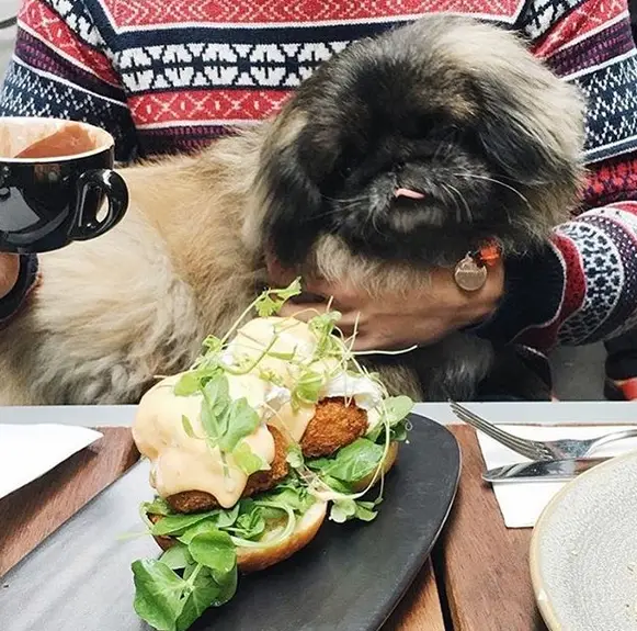 Pekingese sitting on top of the person's lap while staring at the food on the table