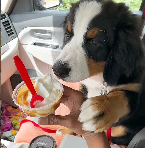 A Bernese Mountain Dog in the passenger seat smelling while grabbing the caramel sundae in the hard of a person