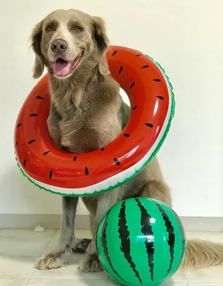 A Weimaraner wearing a watermelon ring floatie while sitting on the floor