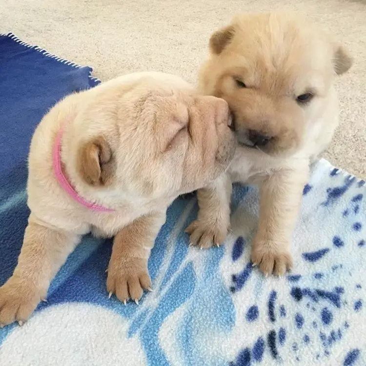 one yellow Shar Pei puppy kissing a yellow Shar Pei puppy sitting next to her