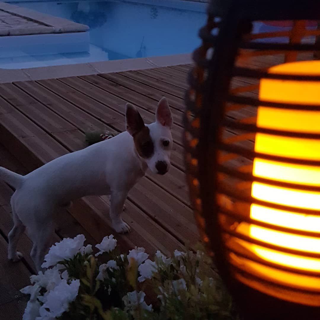 A Jack Russell standing in the pool side at night behind the lamp