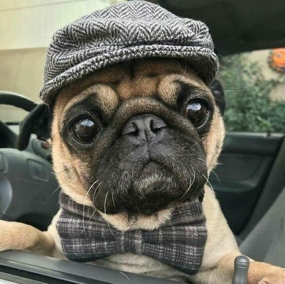 Pug inside the car wearing a cap and a ribbon tie