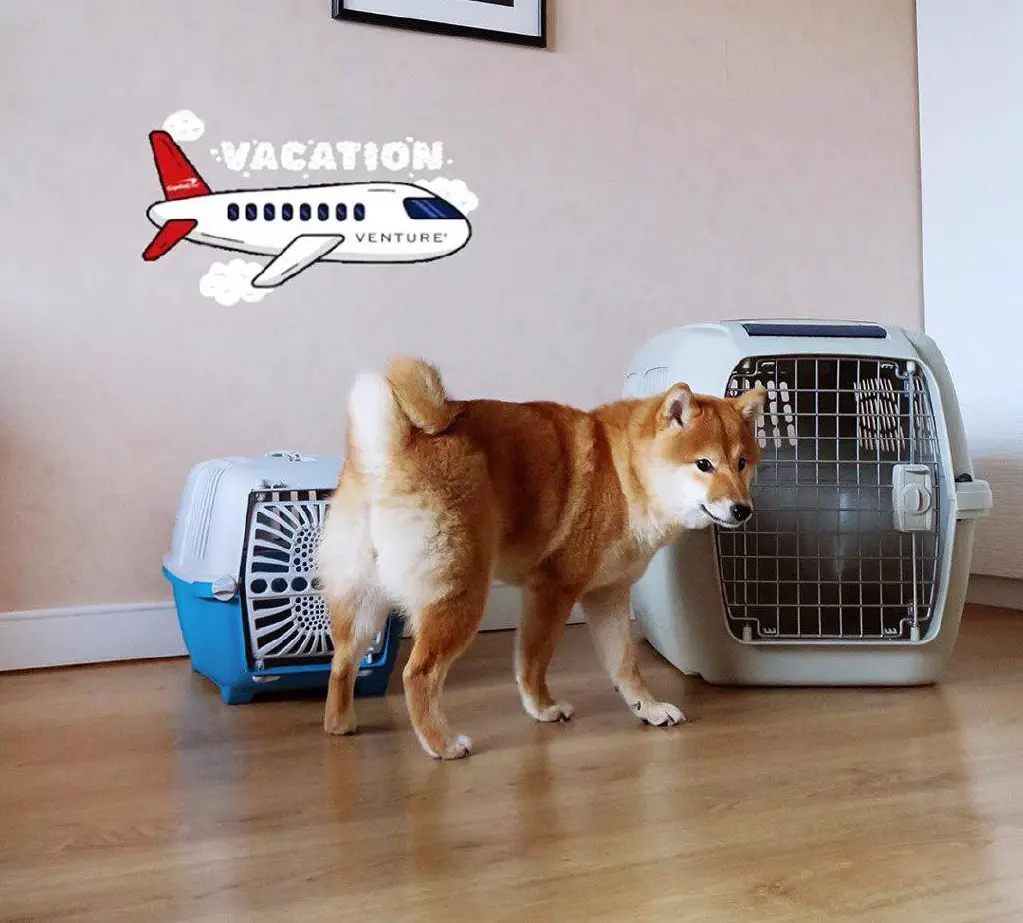 Shiba Inu standing on the floor with two travel crates behind him
