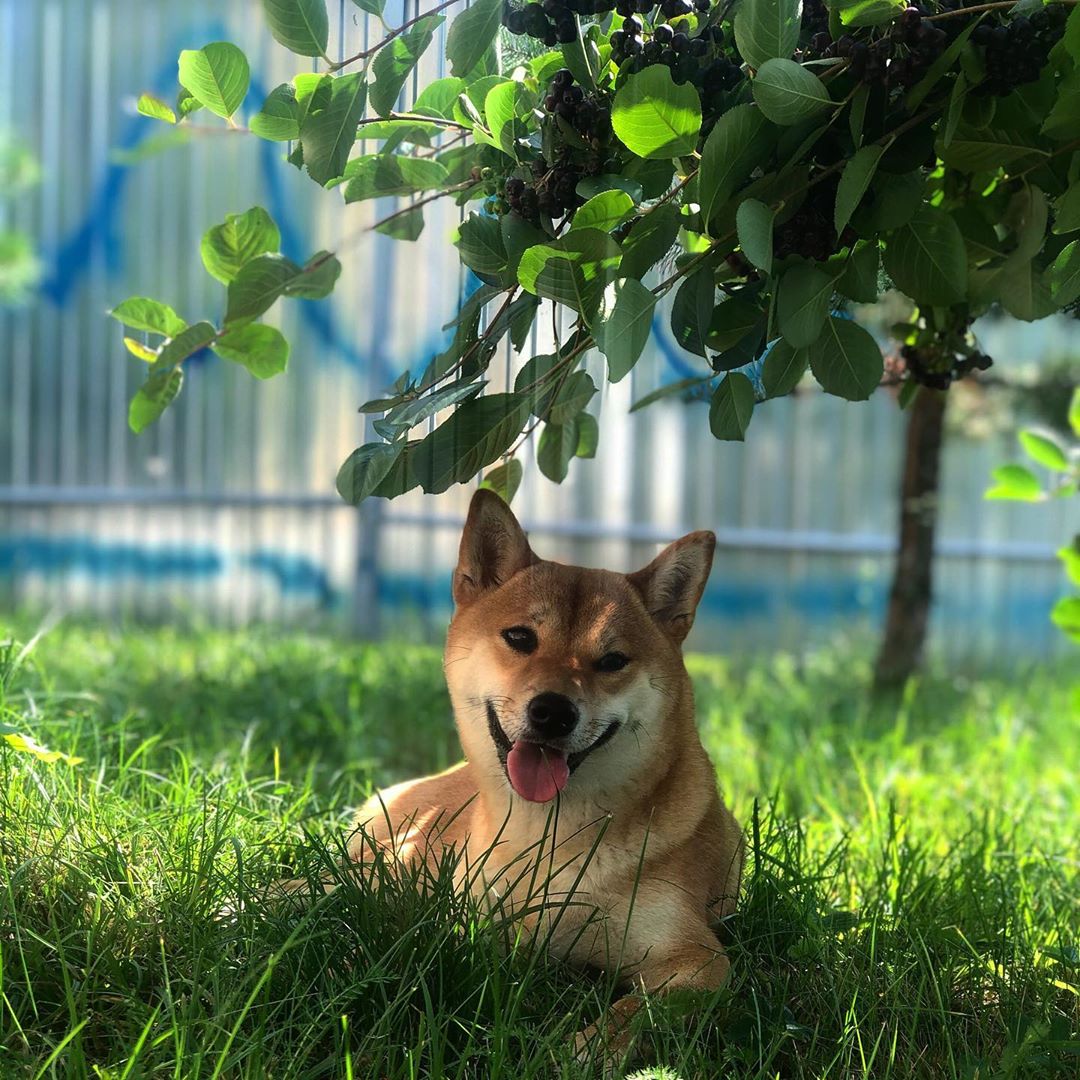 A Shiba Inu lying on the grass under the tree