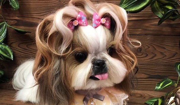 interesting facts about shih tzu