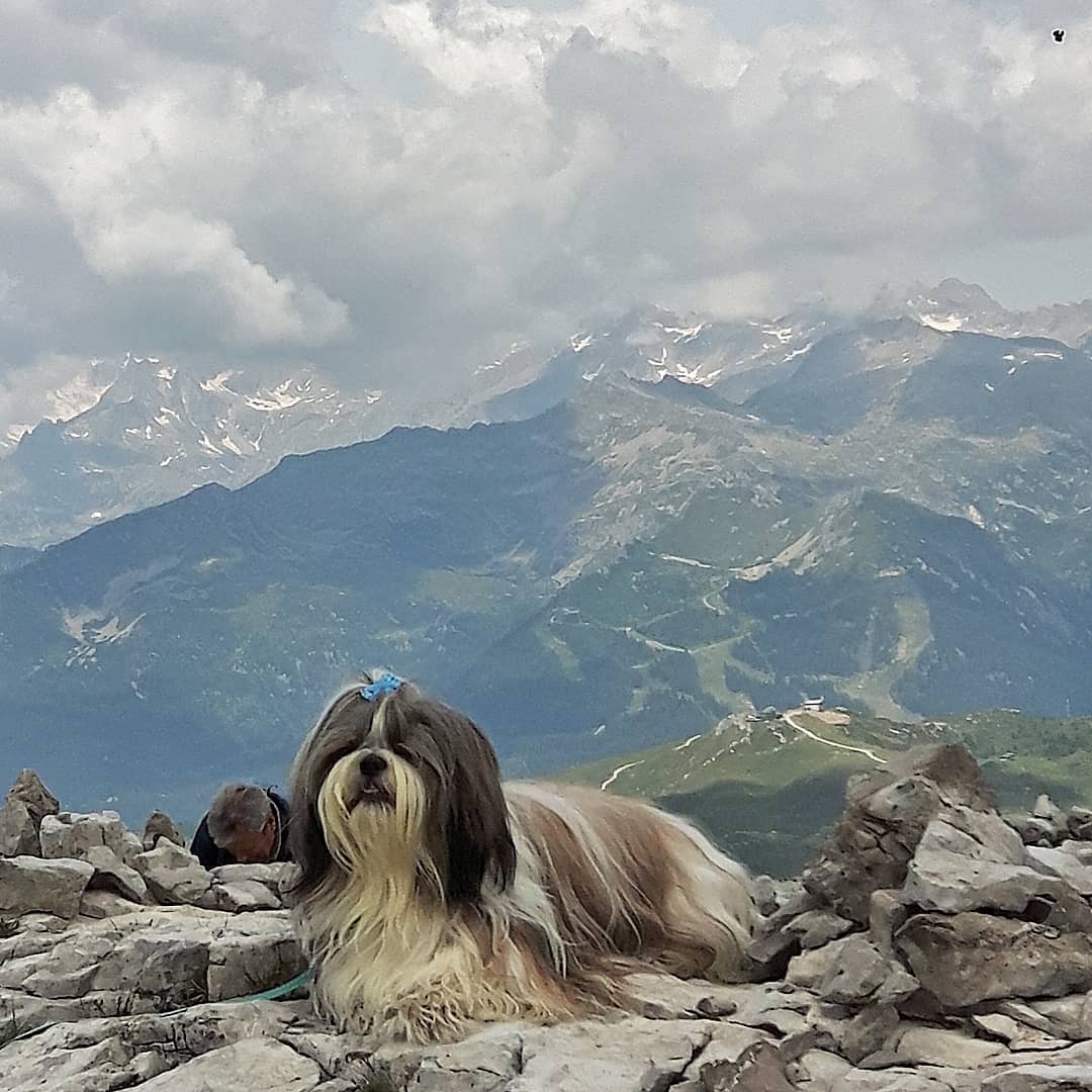 Shih Tzu lying on the rocks on top of the mountain with a stunning view