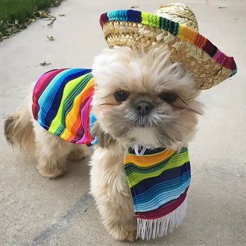 Shih Tzu standing on the concrete while wearing a colorful mexican costume