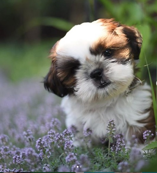 Shih Tzu puppy standing in small purple flowers in the garden