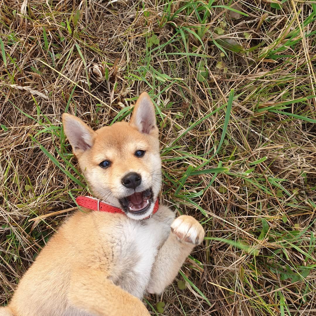 A Shiba Inu lying on the grass with its mouth open