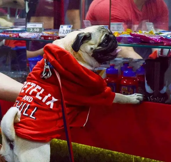Pug standing up against the counter while wearing a red sweater