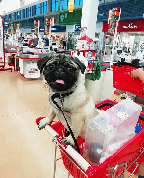 A Pug standing up inside the shopping basket in the grocery