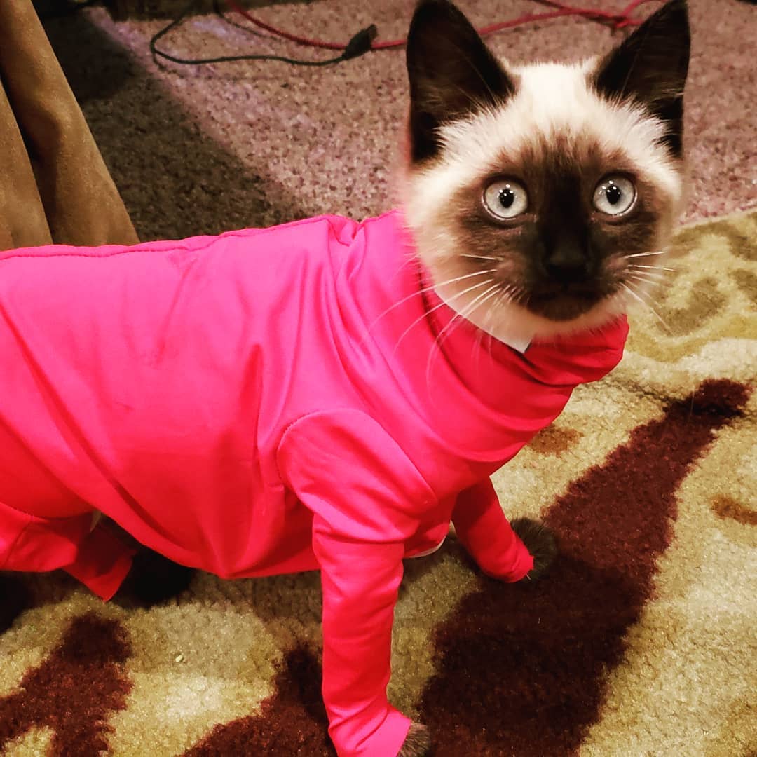 Siamese Cat wearing a pink long sleeved sweater