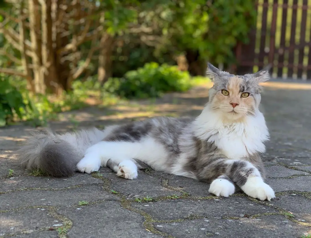 Maine Coon Cat lying down on the pavement