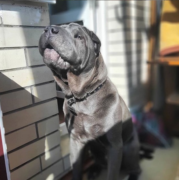 A Shar Pei sitting on the pavement with sunlight on its face