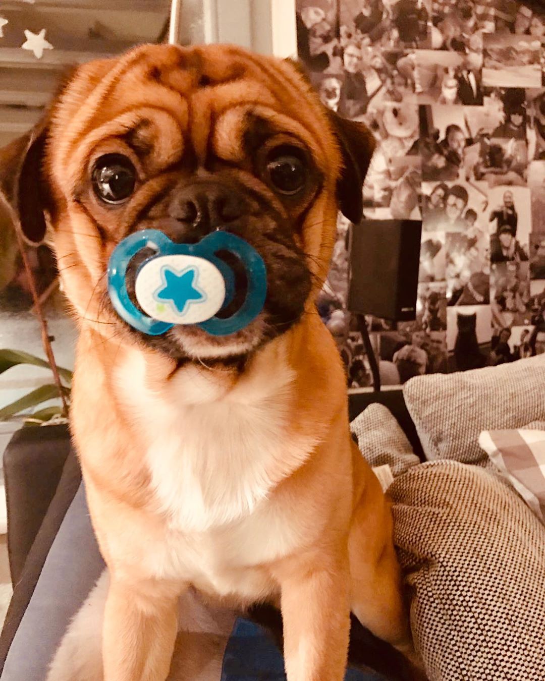 A Pug sitting on top of the couch with a pacifier in its mouth