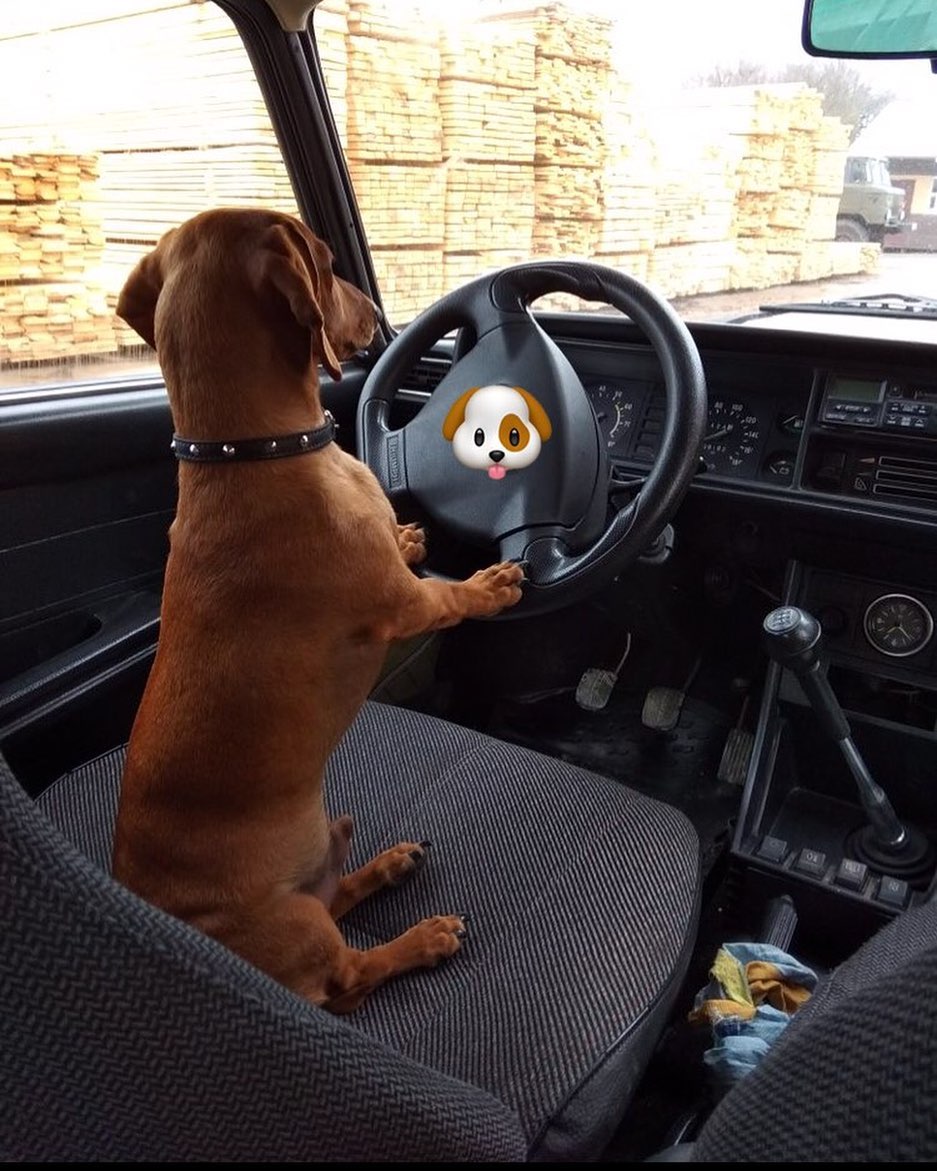 Dachshund in the driver seat sitting while its hands are on the steering wheel