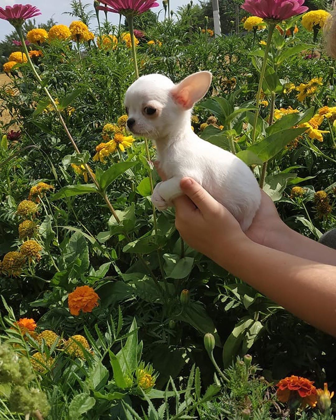 holding up a Chihuahua in the field of flowers