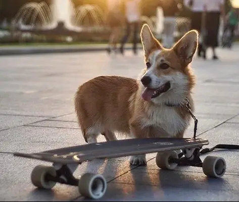 A Corgi standing on the pavement behind the skateboard