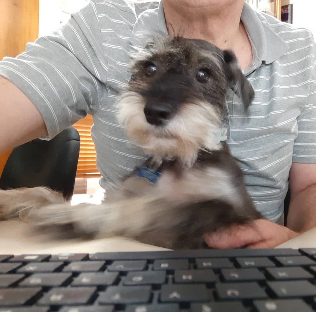 Schnauzer puppy sitting on top of the woman's lap in front of the computer