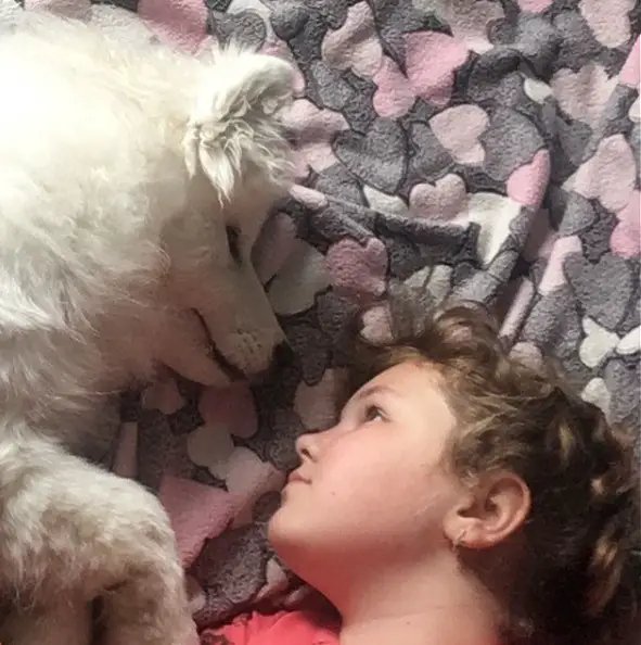 a little girl staring at the Samoyed puppy sleeping beside her on the bed