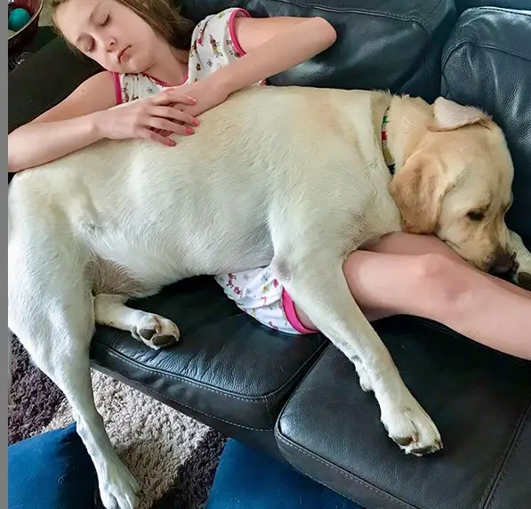 a girl sleeping on the couch while a yellow labrador is lying on top of her