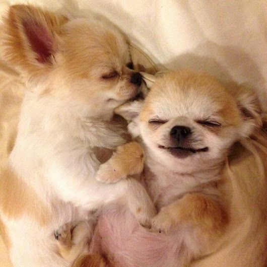 two Chihuahuas sleeping beside each other