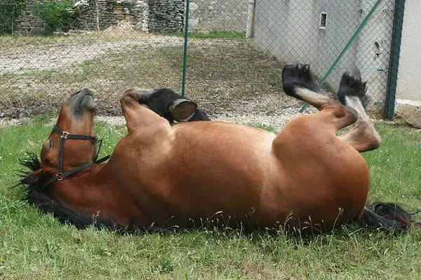A horse lying on its back on the grass