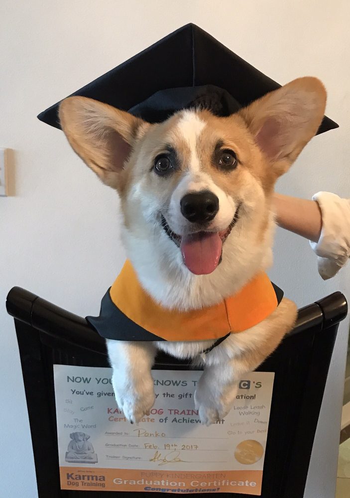 A Corgi wearing a graduation outfit while sitting on the chair